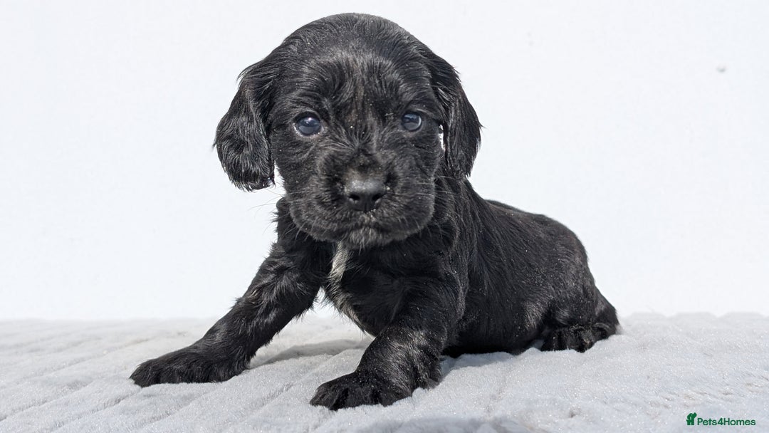 Cocker Spaniel dogs for sale: Cracking Cocker Pups - Image 10