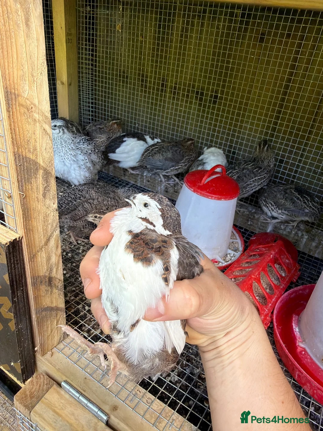 Mixed Breed birds for sale: Mixed quail for sale in Caerphilly - Advert 2