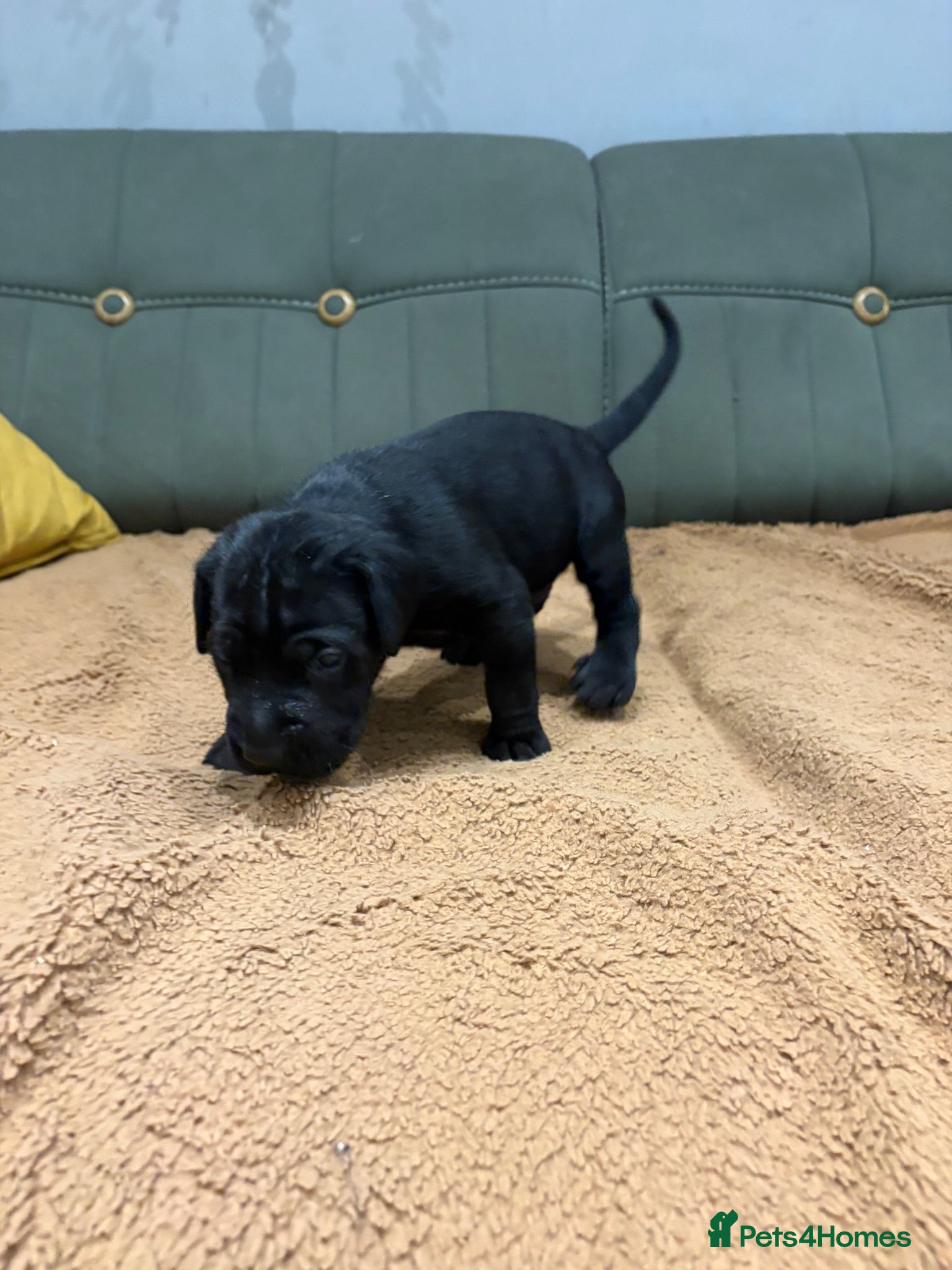 Cane Corso dogs 4 Stunning Cane Corso Big Boys!!! - Advert 2