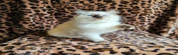 Ragdoll cats for sale: Ragdoll Kittens  - Advert 11