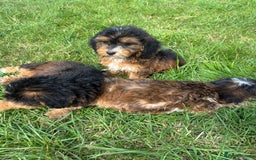 Cockapoo dogs for sale: Stunning F1 cockerpoo puppies - Image 17