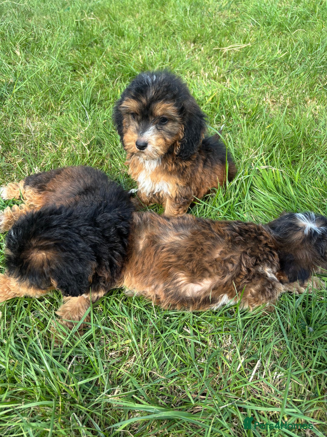 Cockapoo dogs for sale: Stunning F1 cockerpoo puppies - Image 17
