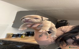 Mixed Breed dogs for sale: Pocket bully x old English bulldogge - Image 4