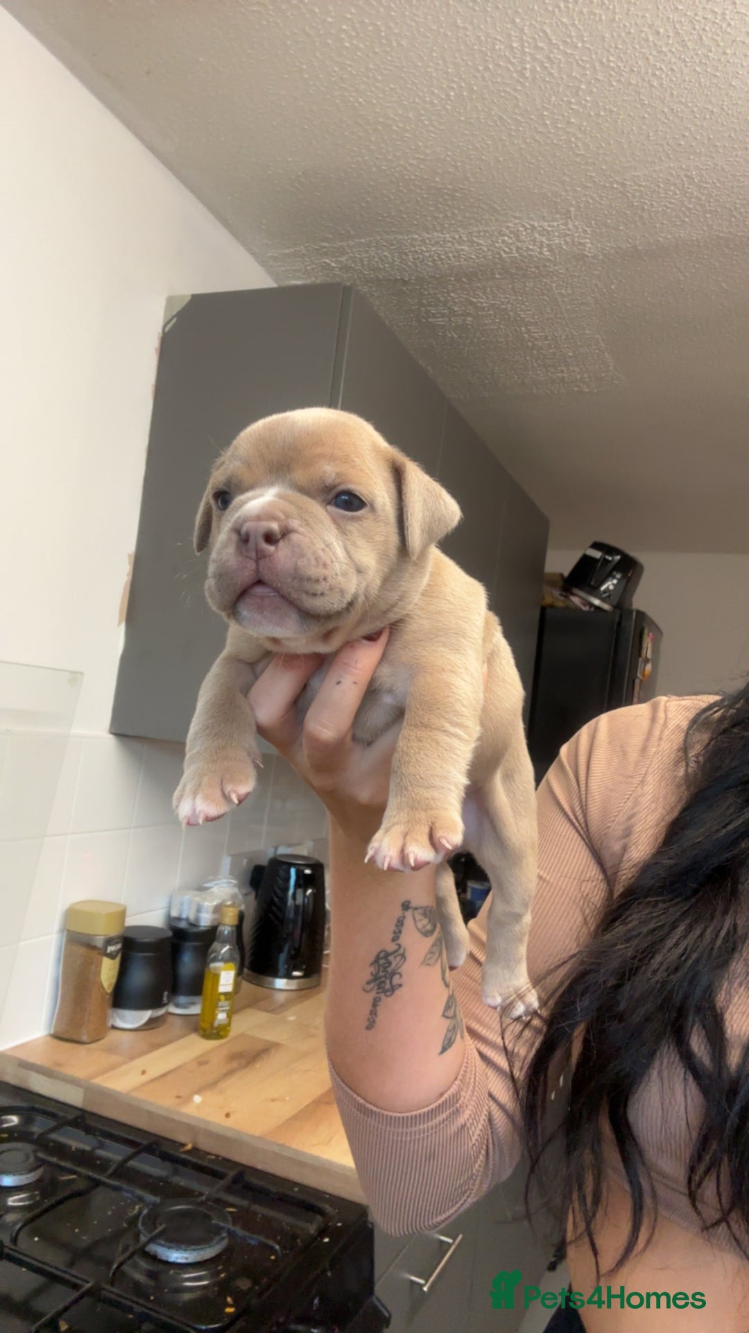 Mixed Breed dogs for sale: Pocket bully x old English bulldogge - Image 4