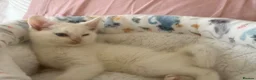Mixed Breed cats for sale: Ragdoll x White Russian Kitten Male 9 weeks  - Advert 7