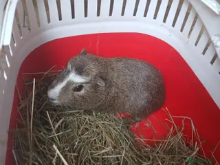 Guinea Pig rodents Baby boy Guinea Pigs for sale (REDUCED) - Advert 2