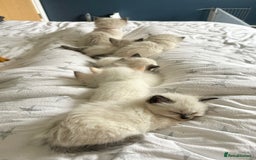 Ragdoll cats for sale: Stunning Rainbow of Ragdoll Kittens - Image 40