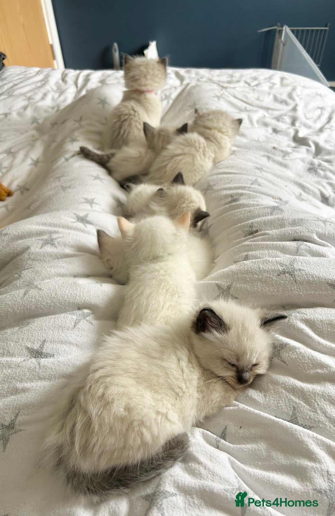 Ragdoll cats for sale: Stunning Rainbow of Ragdoll Kittens - Image 40