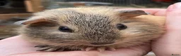 Guinea Pig rodents for sale: Sweet natured baby girl guinea pigs - Advert 11