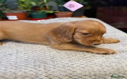 Cocker Spaniel dogs for sale: Four beautiful *working* cocker spaniel puppies - Advert 28