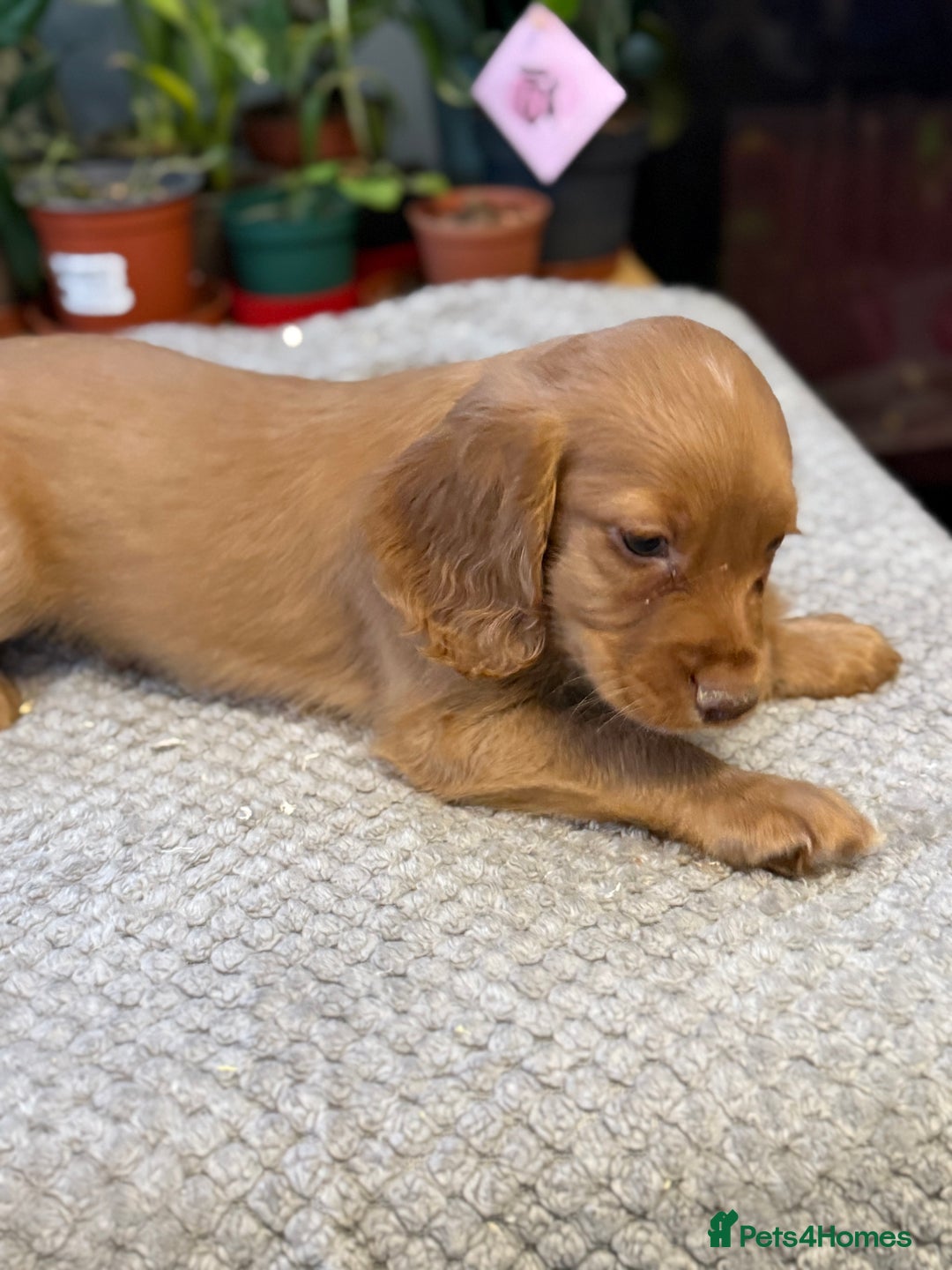 Cocker Spaniel dogs for sale: Four beautiful *working* cocker spaniel puppies - Advert 28