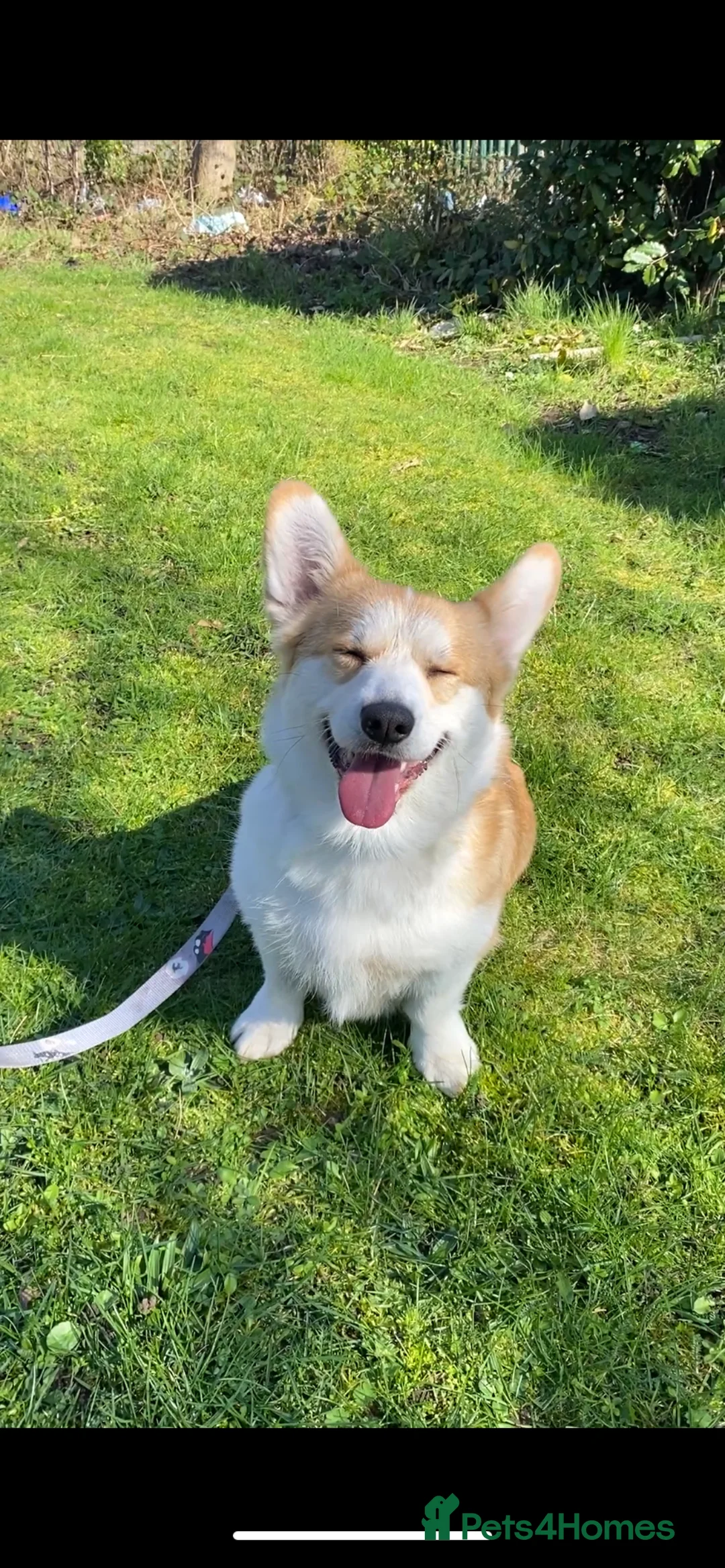 Welsh Corgi Pembroke dogs for sale: Welsh Corgi (Pembroke) - Advert 2