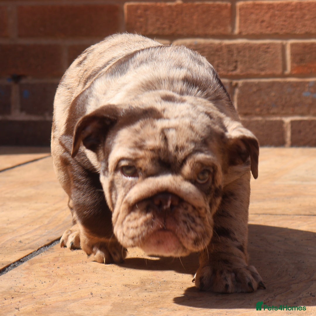 English Bulldog dogs for sale: Bettie & 007 babies short compact   - Image 2