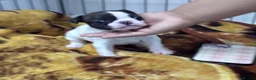 French Bulldog dogs for sale: Beautiful French bulldog puppies-surprise litter - Advert 8