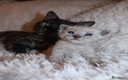 Bengal cats for sale: 😻🐈‍⬛OUTSTANDING PEDIGREE BENGAL 🐈‍⬛ 💯 - Image 3