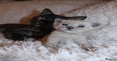 Bengal cats - Advert 4