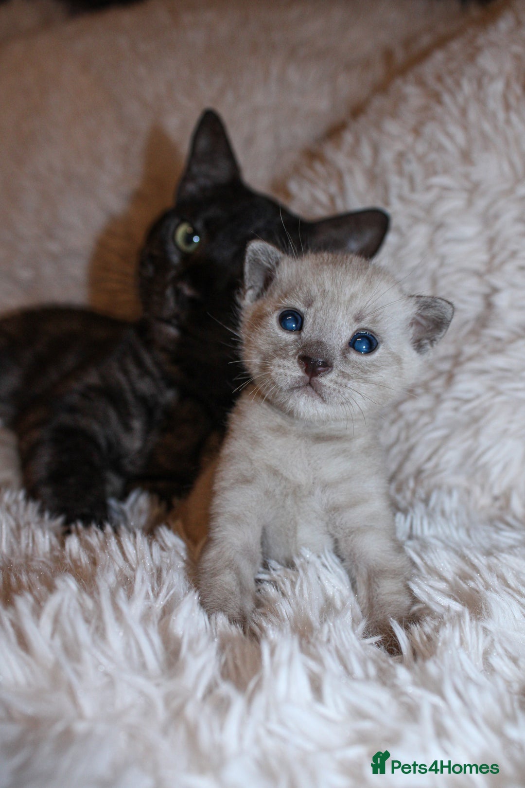 Bengal cats for sale: 😻🐈‍⬛OUTSTANDING PEDIGREE BENGAL 🐈‍⬛ 💯 - Image 3