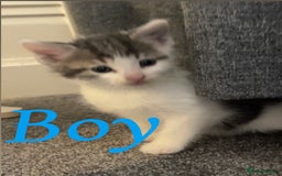 Ragdoll cats for sale: Calico kittens  - Image 4