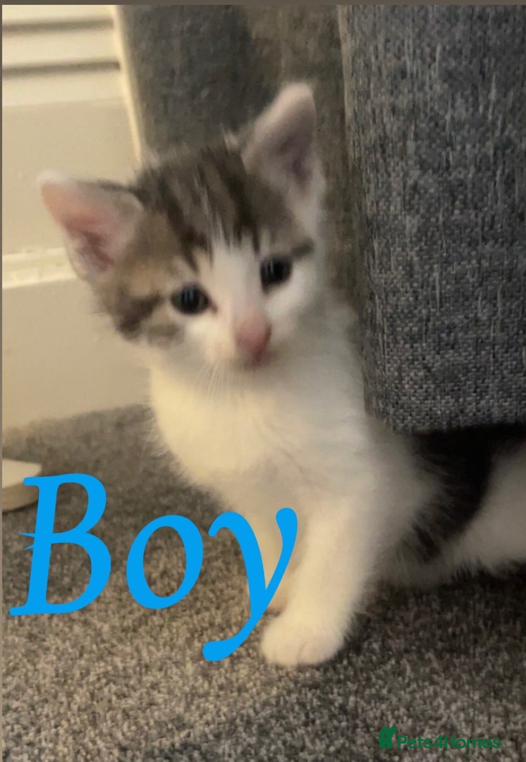 Ragdoll cats for sale: Calico kittens  - Image 4
