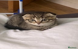 Scottish Fold cats for sale: 1 fold 2 straight Scottish darlings  - Image 9
