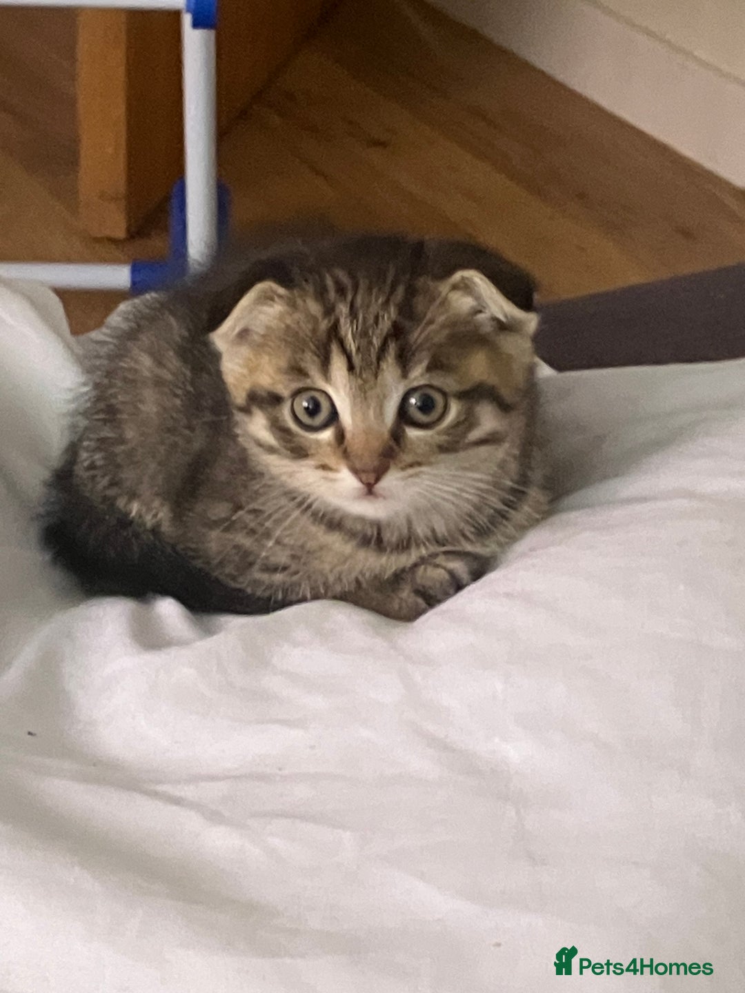 Scottish Fold cats for sale: 1 fold 2 straight Scottish darlings  - Image 9