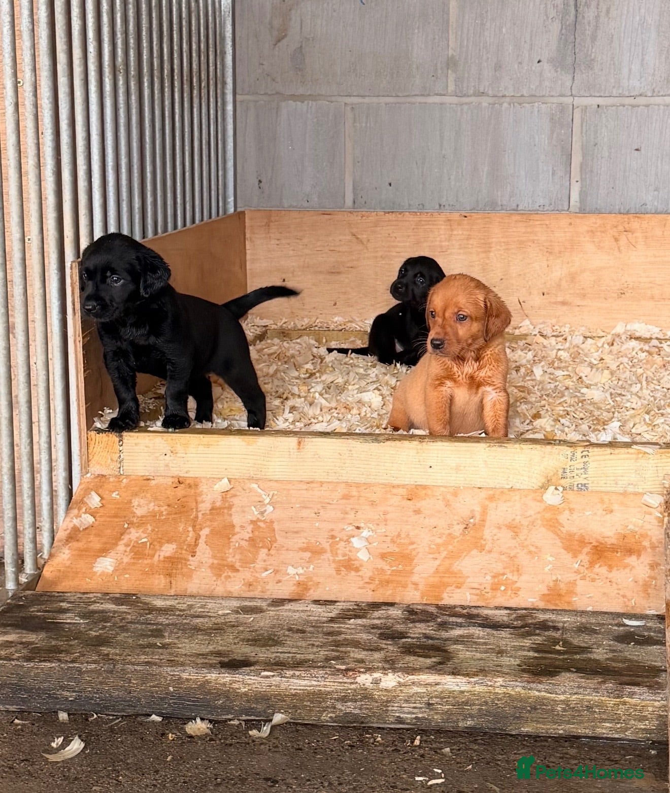 Labrador Retriever dogs Working Labrador Puppies - Advert 1