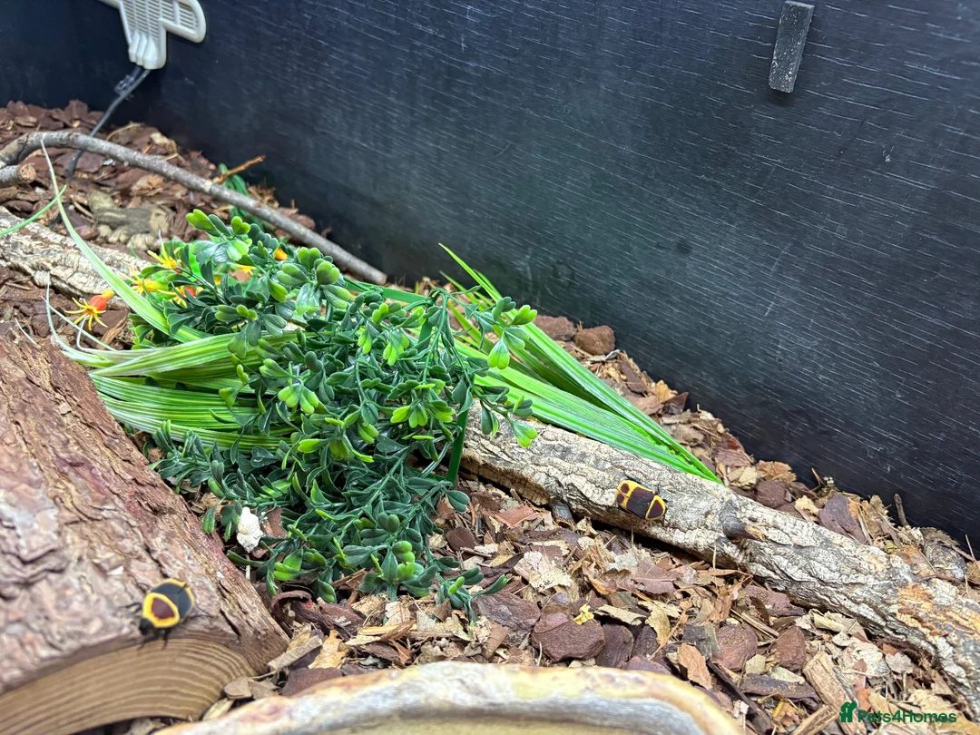 Python Snake reptiles for sale: Male Champagne Enchi Royal/Ball Python - Advert 2