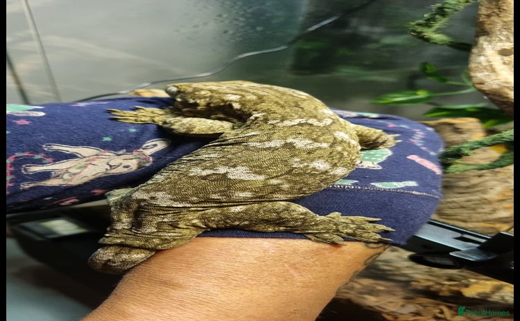 Gecko reptiles - Advert 3