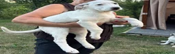 Mixed Breed dogs for adoption: 🤍 Beautiful CARLA - for a Loving Home 🐾 - Advert 11