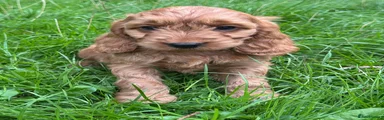 Cockapoo 3