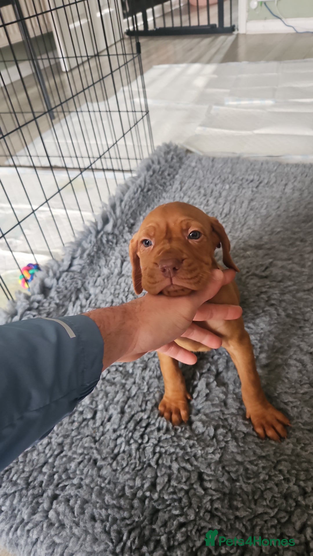 Hungarian Vizsla dogs for sale: 🏆🇭🇺 KC Registered Hungarian Vizsla Pups - Advert 16