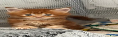 Red Classic Tabby Boy 🧡