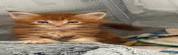 Maine Coon cats for sale: Rare Red Silver Maine Coon Kittens Available  in London - Advert 10