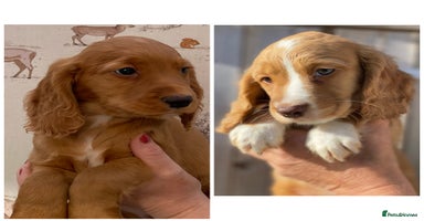 Cocker Spaniel dogs - Advert 12