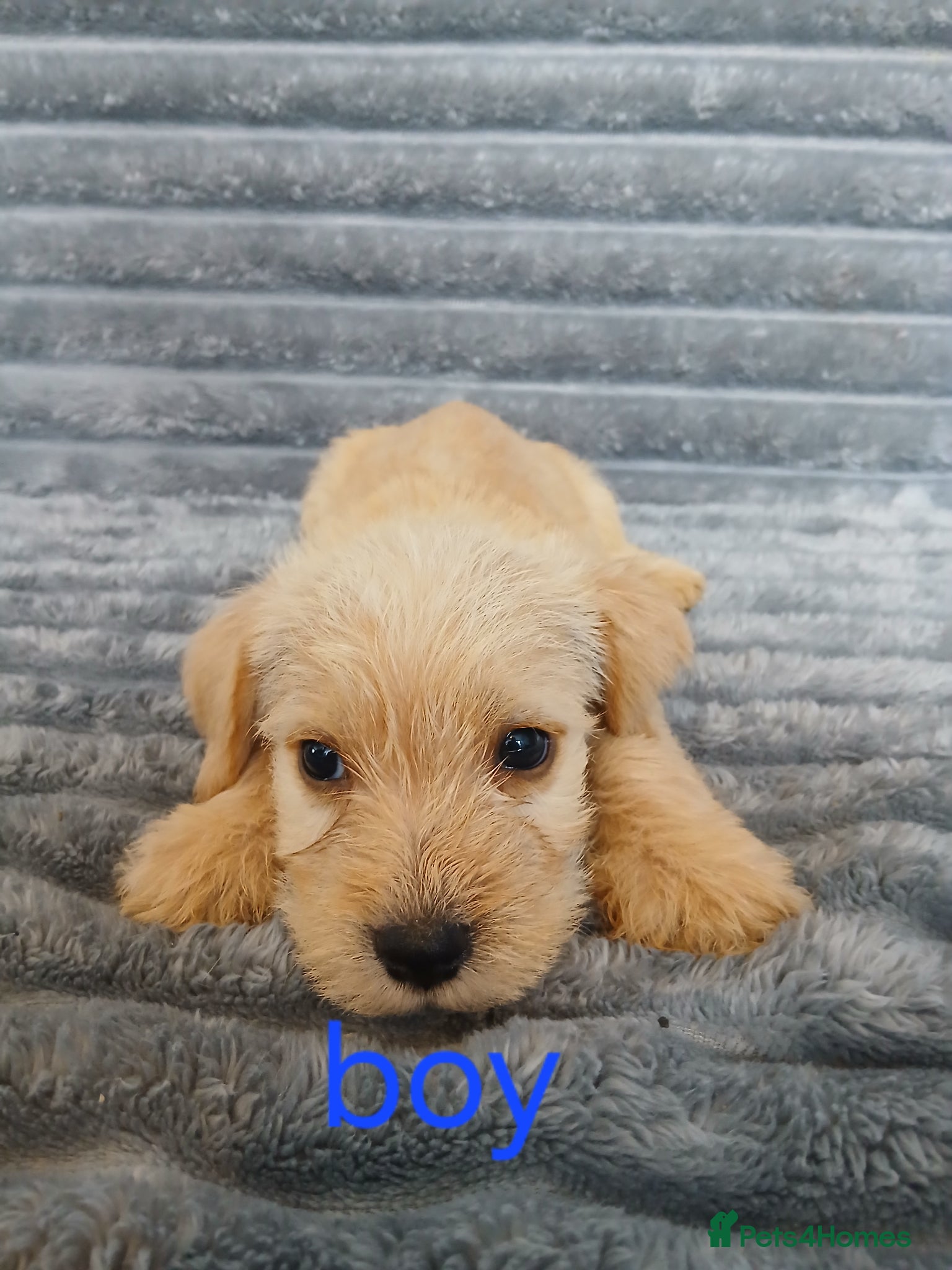 Mixed Breed dogs for sale: 8 dachshund x jack Russel puppies  in Henfield - Advert 13
