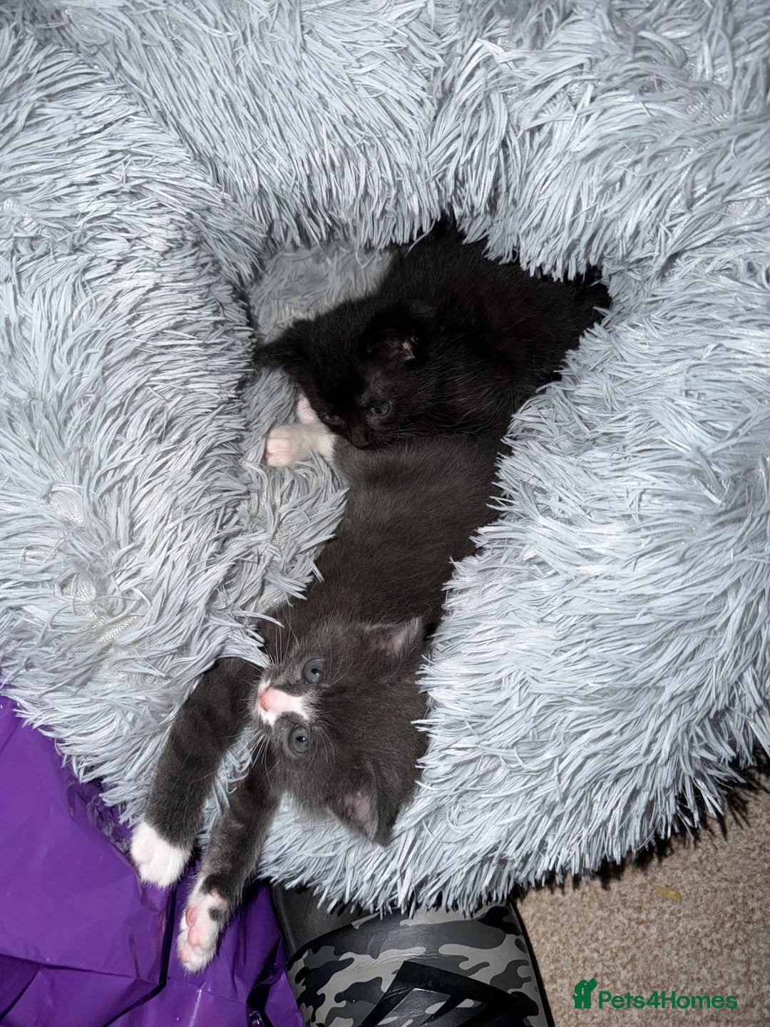 Ragdoll cats for sale: Beautiful ragdoll x domestic shorthair kittens - Image 18