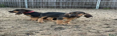 Bloodhound 3