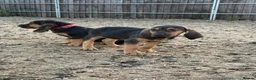 Bloodhound dogs for sale: Bloodhound puppies  in Dereham - Advert 6