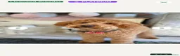 Maltipoo dogs for sale: Home-Raised F1 Maltipoo Puppy – ready Now - Advert 20