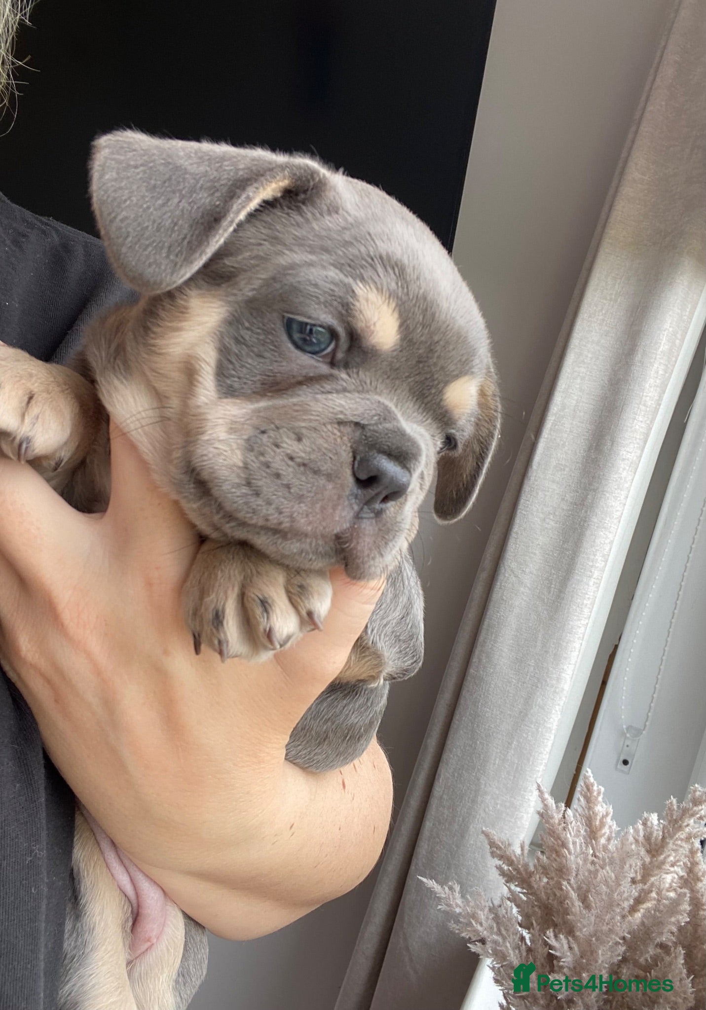 French Bulldog dogs French bulldog puppys ready now - Advert 1