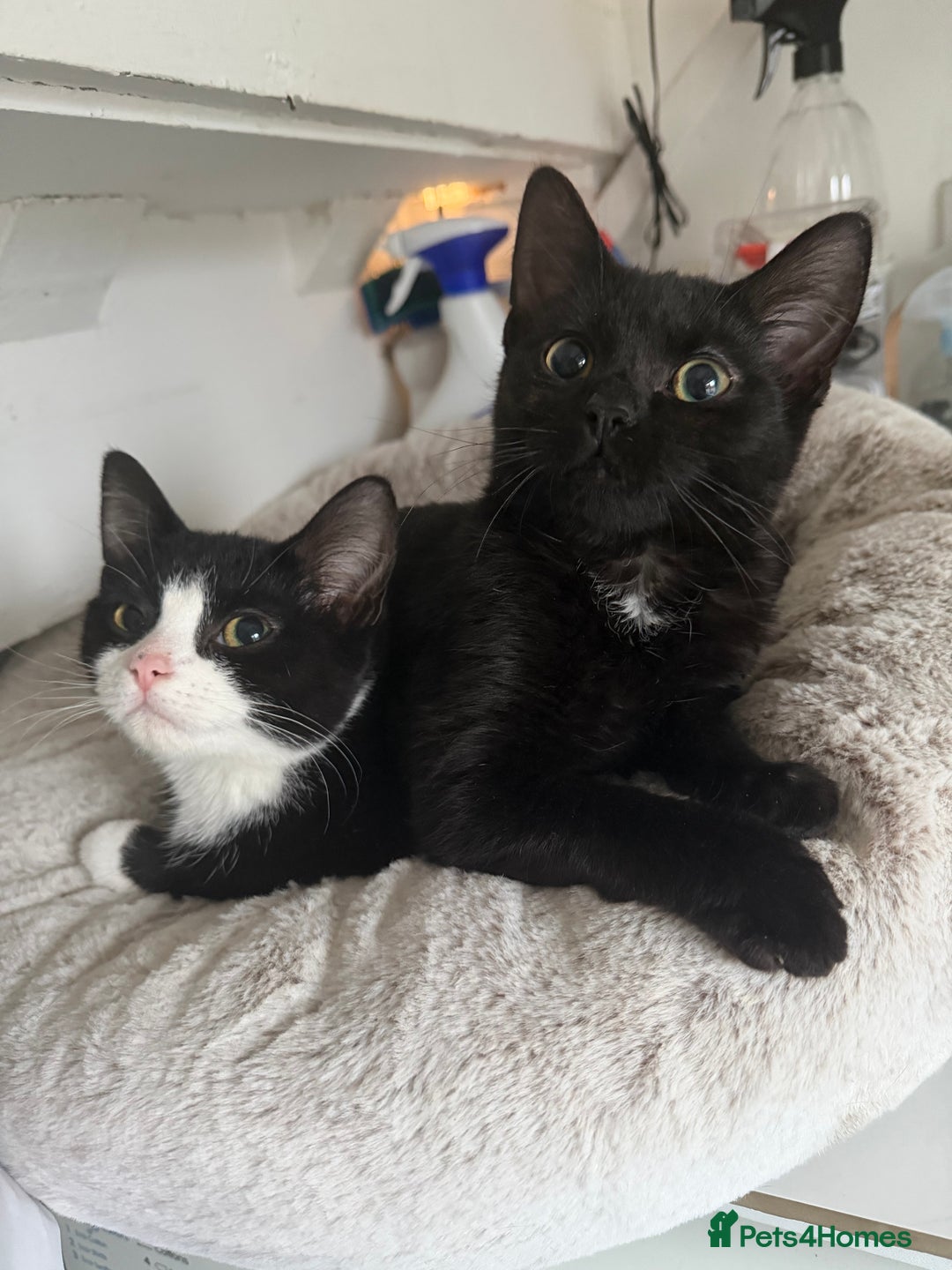 Mixed Breed cats for sale: Kittens  - Advert 4