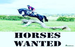 Other Breed horses for sale: All types of horses wanted  - Image 1
