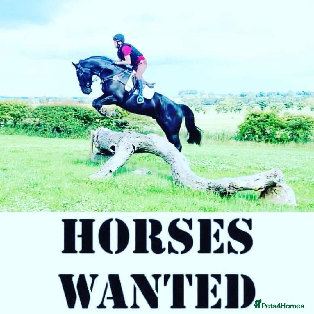 Other Breed horses for sale: All types of horses wanted  - Image 1