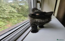 Persian cats for sale: Stunning Persian Boy - Image 9