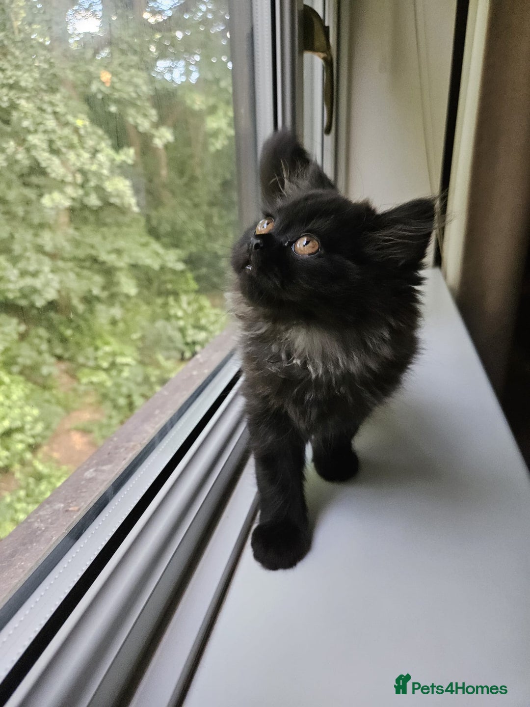 Persian cats for sale: Stunning Persian Boy - Image 9