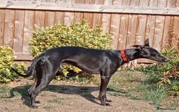 Whippet dogs for sale: 15 month old male whippet - Image 1
