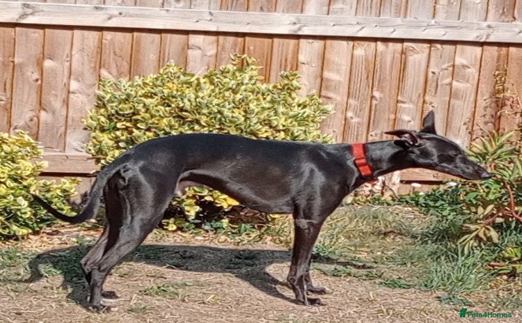 Whippet dogs - Advert 2