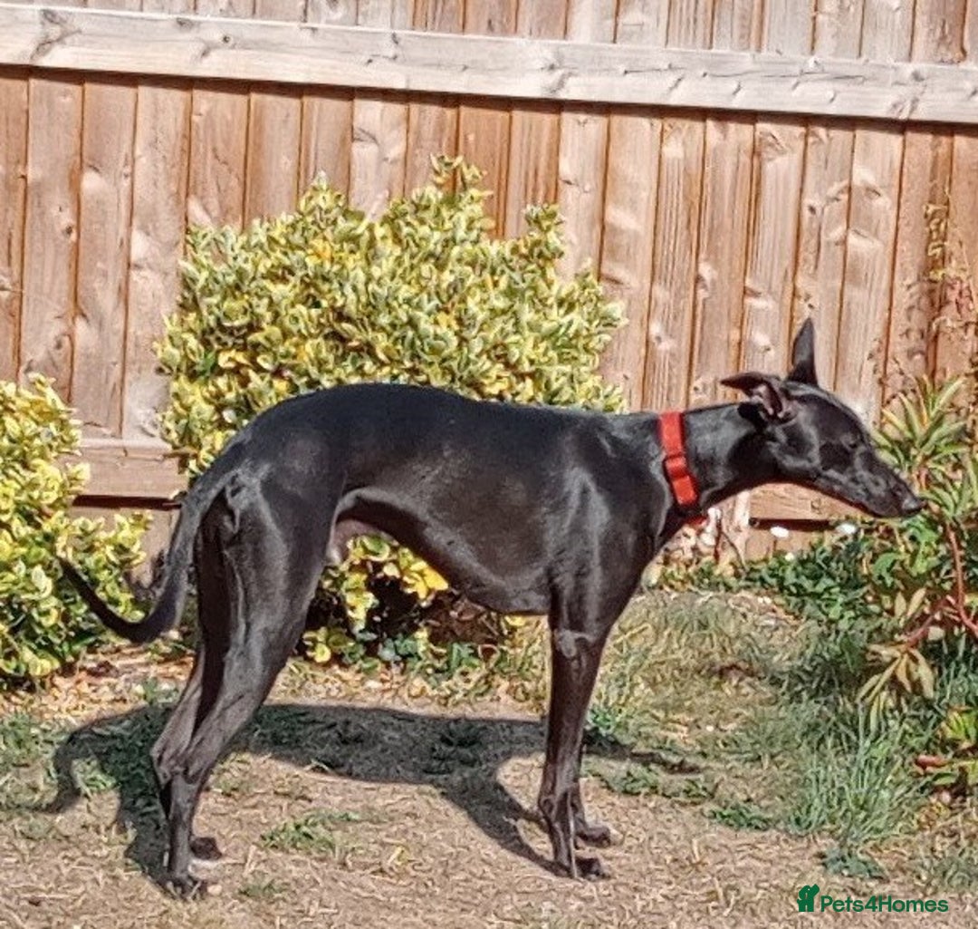 Whippet dogs for sale: 15 month old male whippet - Image 1
