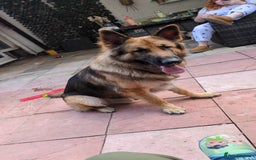 German Shepherd dogs for stud: Gorgeous German Shepherd male for stud - Image 4
