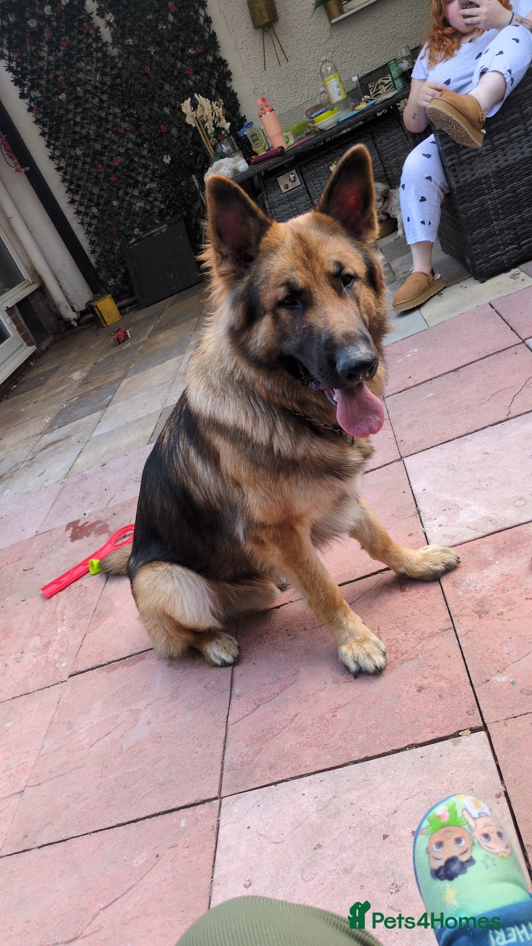 German Shepherd dogs for stud: Gorgeous German Shepherd male for stud - Image 4